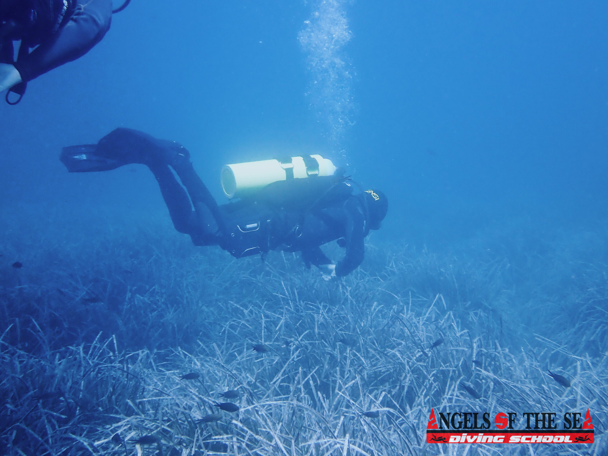 Experiencia de buceo con Angels Of The Sea